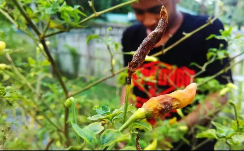 Harga Cabai Terancam Melambung Akibat Cuaca Ekstrem, Petani Resah