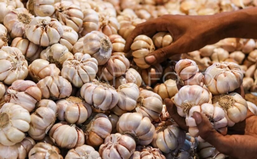 Harga Pangan Bawang Putih Naik Rp5.410 Jadi Rp47.520 Per Kg